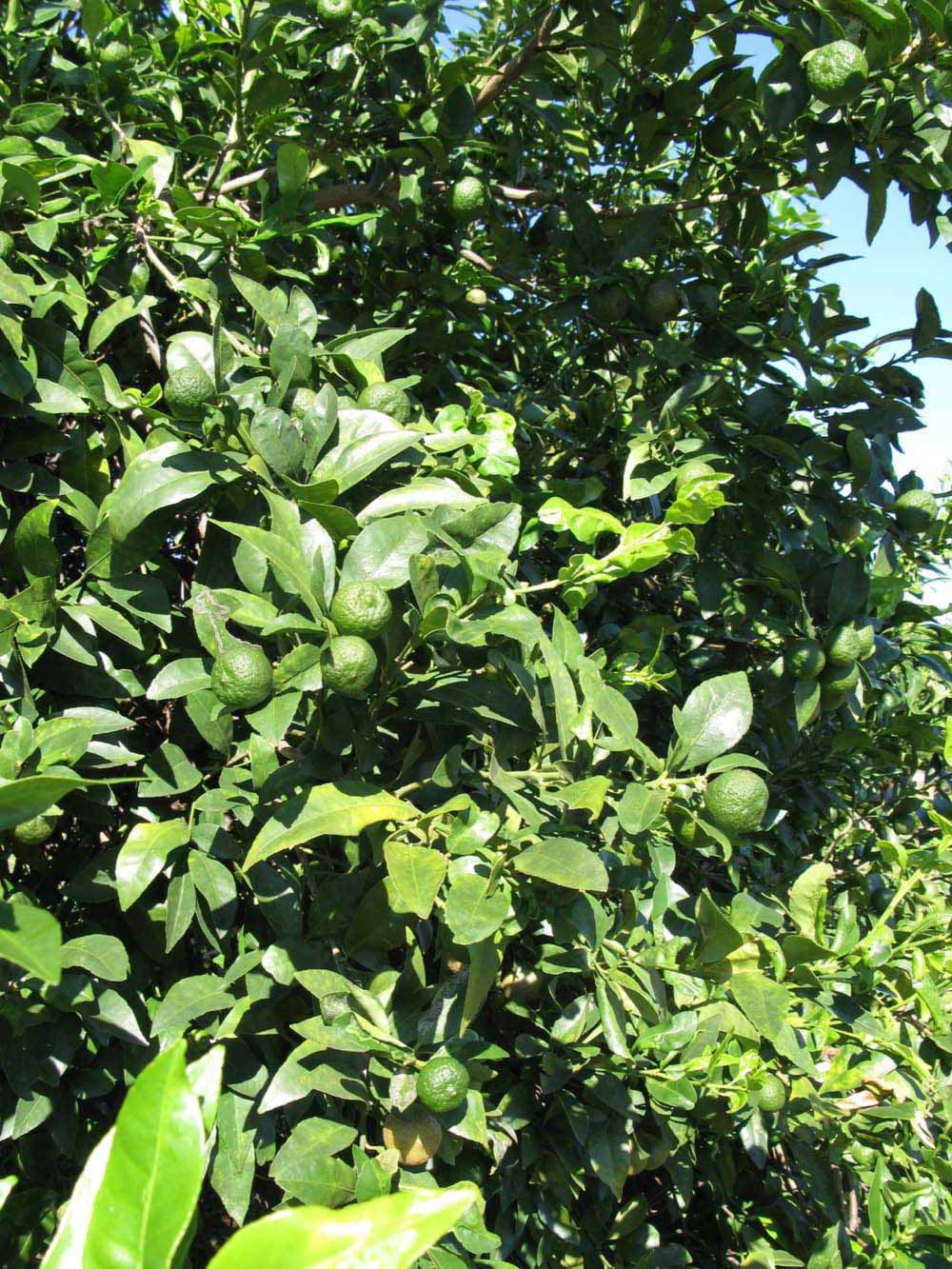              Sun leaves (Winter Haven, FL)       
